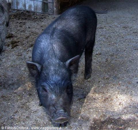 Animali all'agriturismo Nelson