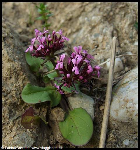 Calatabiano - Fiori tra le pietre, lungo la via del Castello