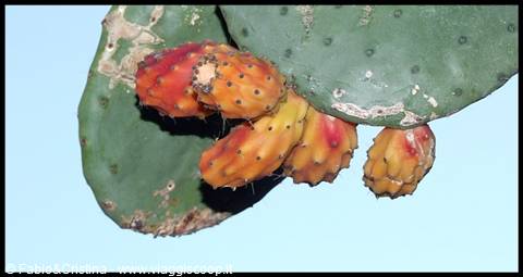 Calatabiano - Fiicodindia, lungo la via del Castello