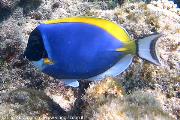 Snorkelling ad Olhuveli