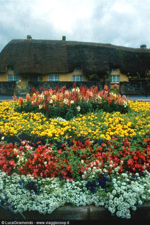 Adare