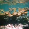 Il fondale di Secret Harbour ISOLE VERGINI (U.S.A.) 