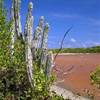 Salt Pond ISOLE VERGINI (U.S.A.) 