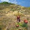 Drunk Bay: alcuni Cactus Intortus ISOLE VERGINI (U.S.A.) 