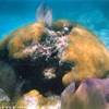 Il fondale di Trunk Bay ISOLE VERGINI (U.S.A.) 