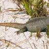 Iguana a Little Water Cay ISOLE TURKS E CAICOS 