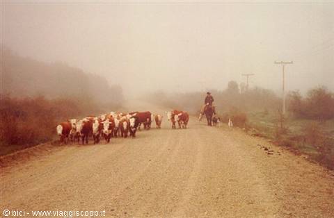 Mandriani al lavoro