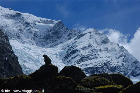 Kea e Rob roy glacier