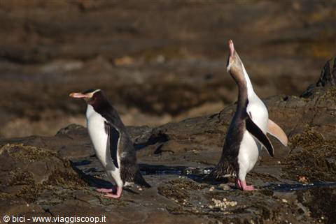Pinguini dagli occhi gialli