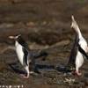 Pinguini dagli occhi gialli NUOVA ZELANDA 