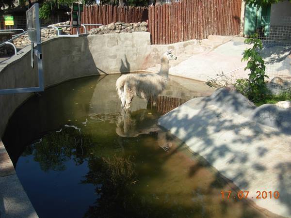 Mosca - zoo