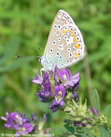 Gioiello della natura