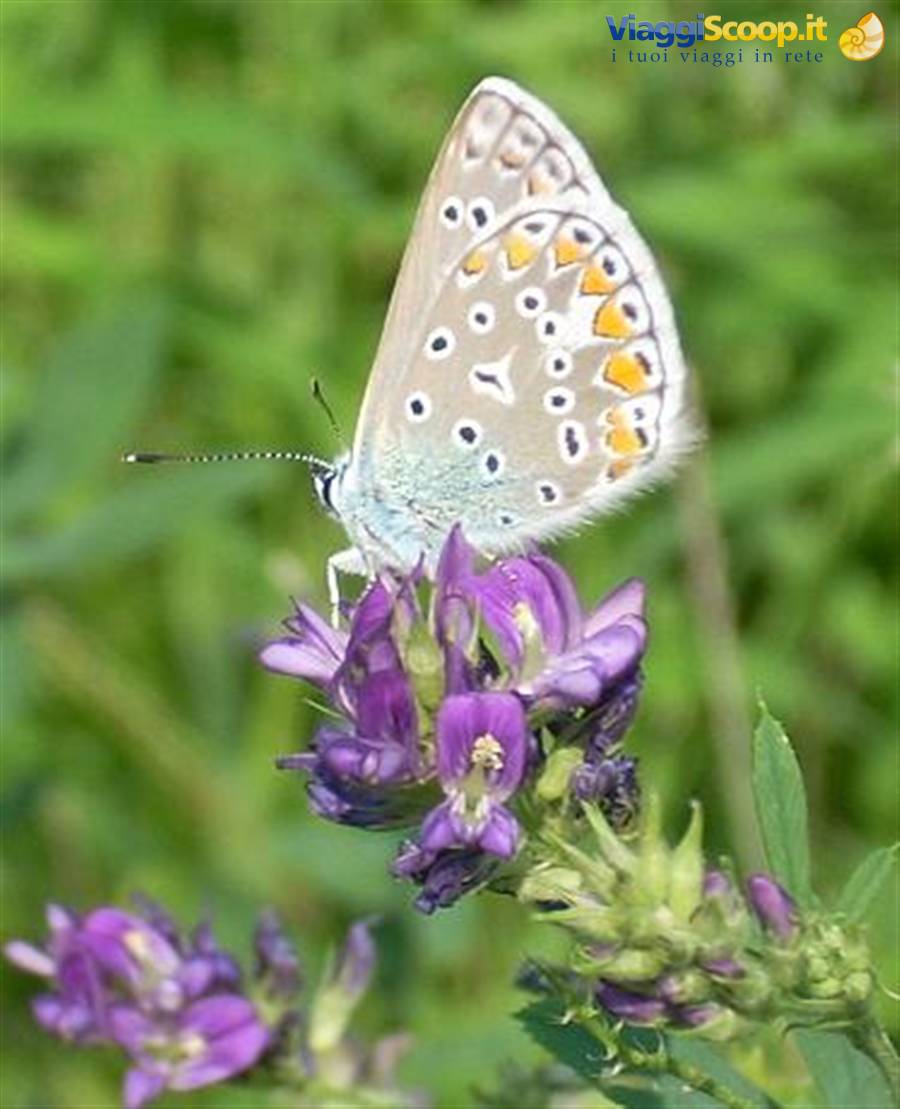 Gioiello della natura