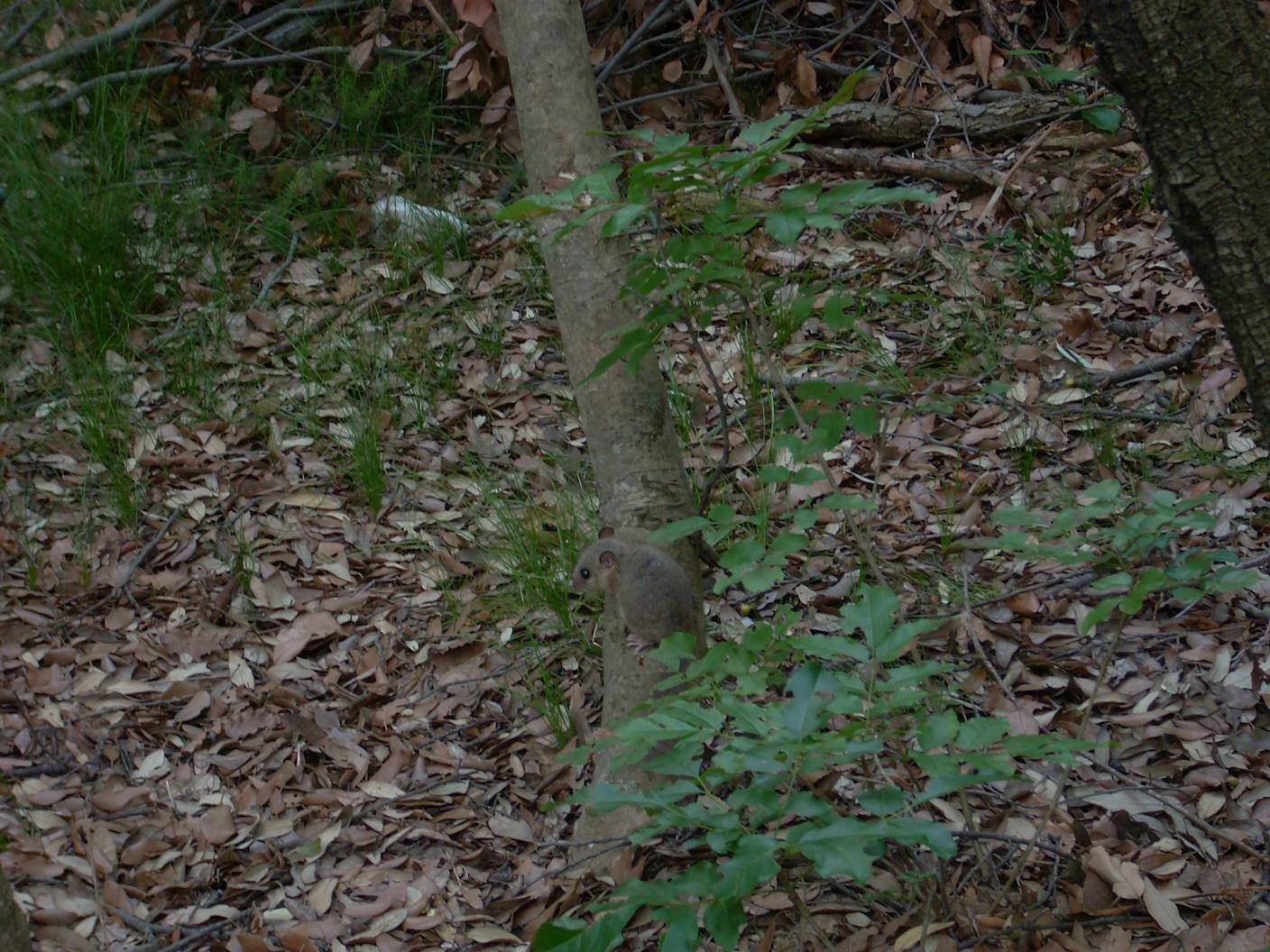 Gioiello della natura