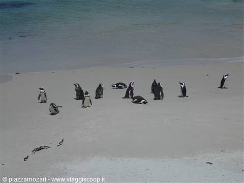 pinguini