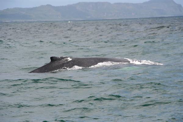 Balene a Samanà