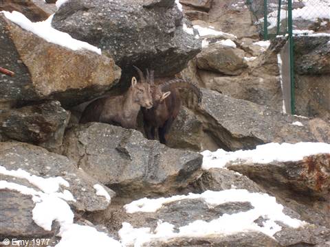 Zoo Alpino
