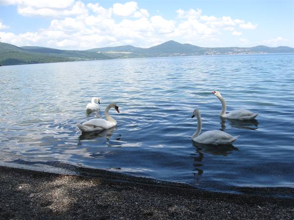 il lago dei cigni