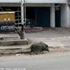 maiale a spasso per la strade di Dili TIMOR EAST 