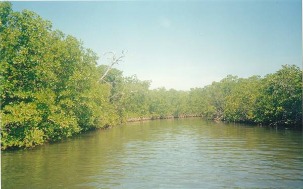le mangrovie della Laguna Negra