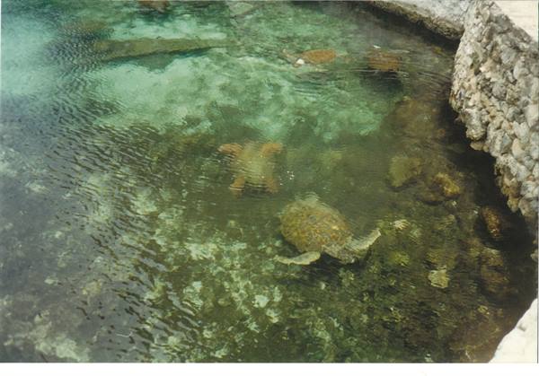 tartarughe a Xcaret