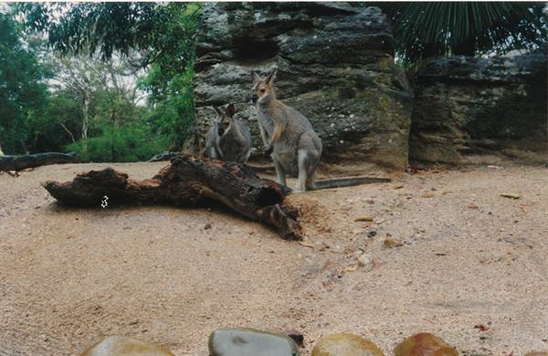 i wallabies