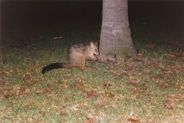 opossum per strada