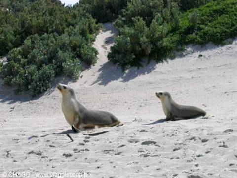 i leoni marini di Kangaroo