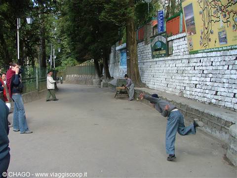 giocatori di cricket in erba