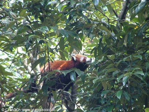 il simpaticissimo red panda