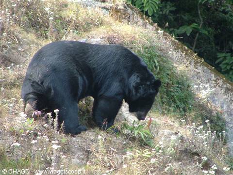 orso himalayano