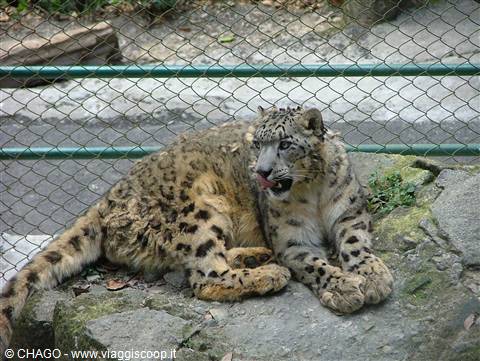 leopardo delle nevi