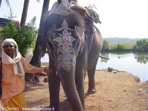 elefante a Bondla