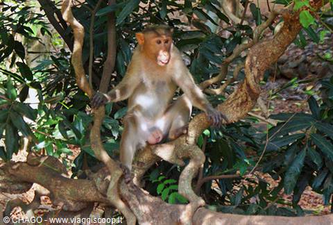 macaco a Bondla