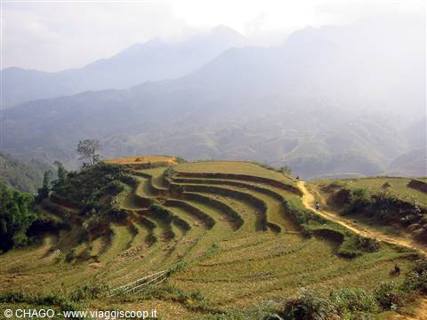 Vietnam, le risaie di Sapa