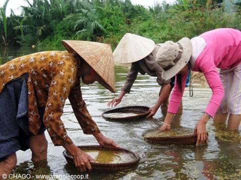 mondine vietnamite
