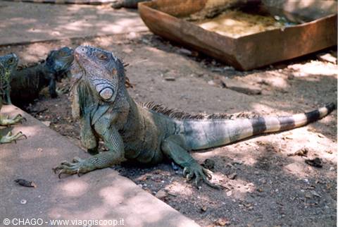 Sps, iguana