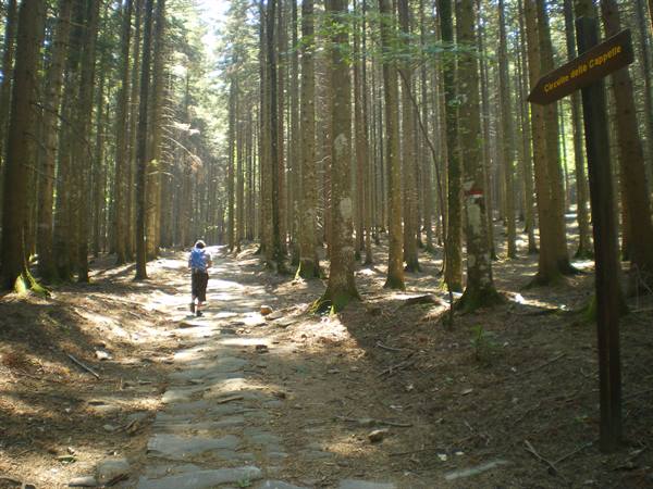 foresta di Vallombrosa