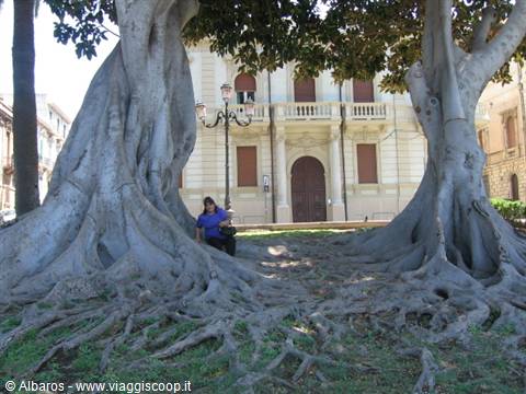 alberi secolari sul lungomare