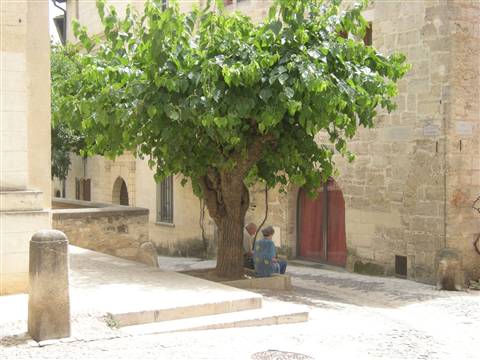 Vecchietti con platano (Uzes)