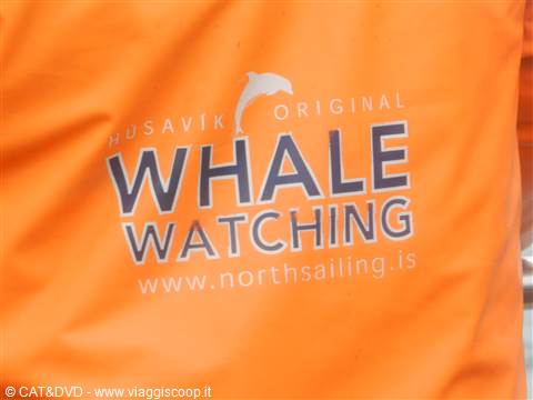 whale watching (Hisavik)