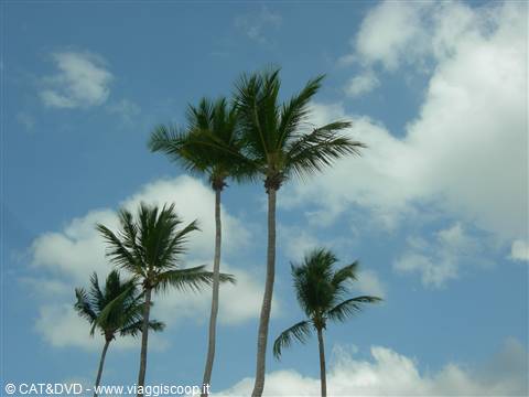 Bayahibe, le palme
