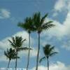 Bayahibe, le palme REPUBBLICA DOMINICANA 