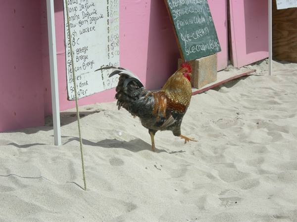 gallo balneare