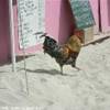 gallo balneare ISOLE VERGINI (BRITISH) 