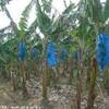 piantagione di banane  SANTA LUCIA 
