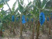 piantagione di banane