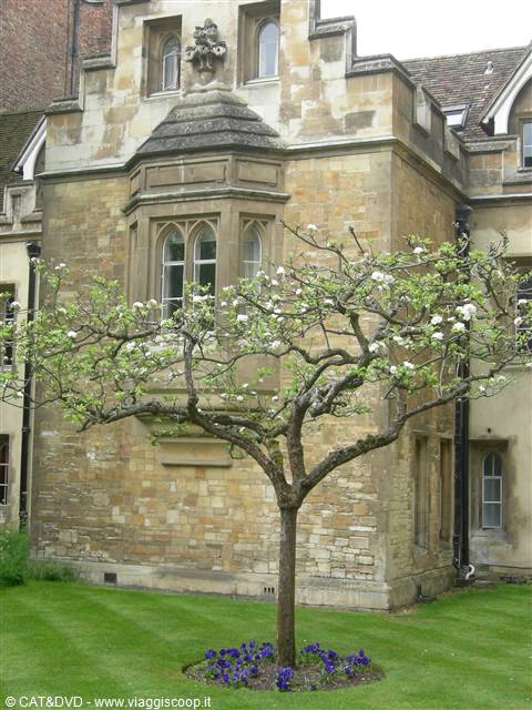 college, cambridge