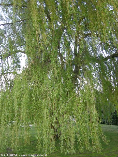 the willow tree, bourn