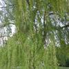 the willow tree, bourn REGNO UNITO 